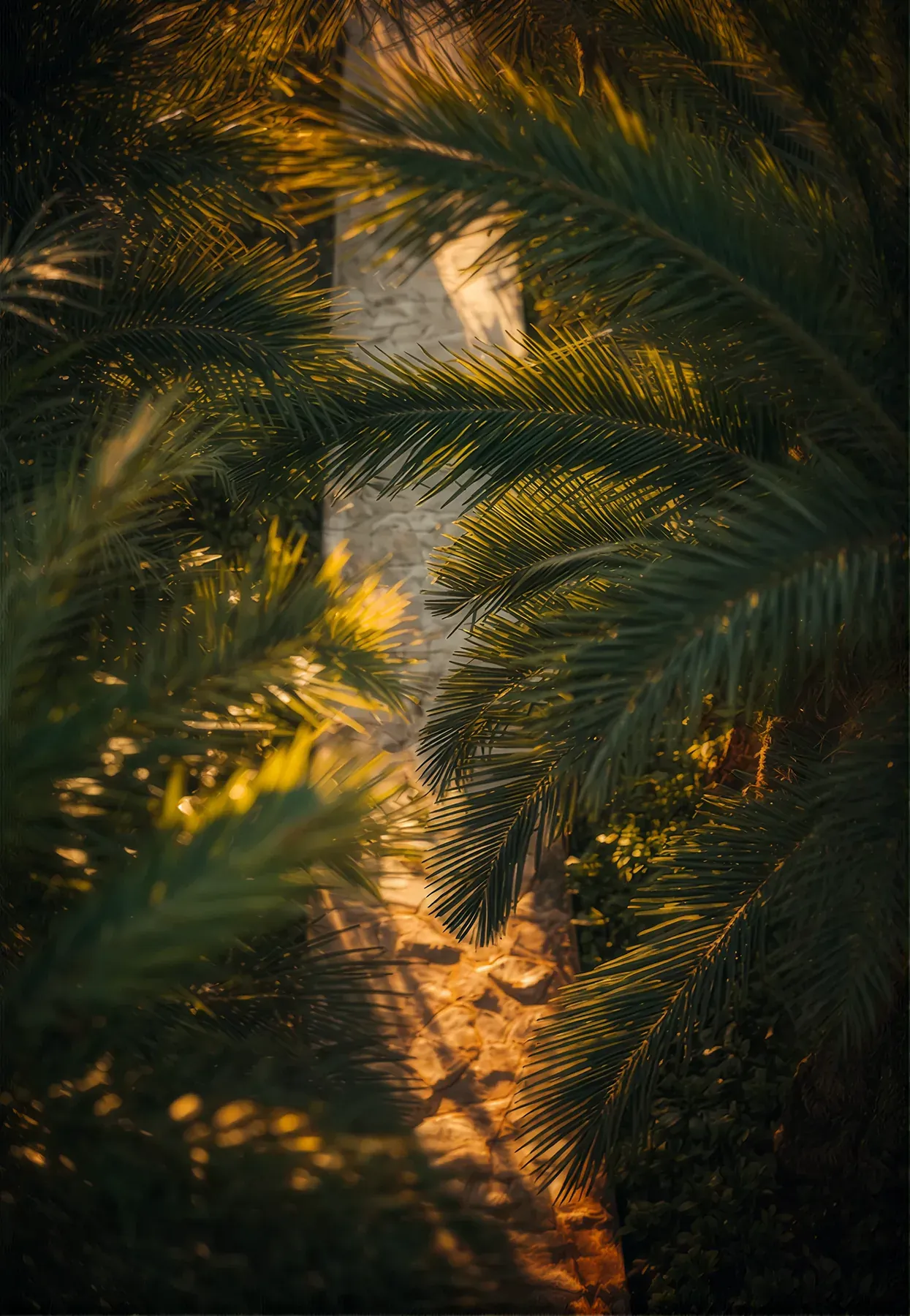 Sunlight streaming through backlit palm fronds